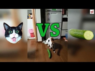 Почему коты боятся огурцов?