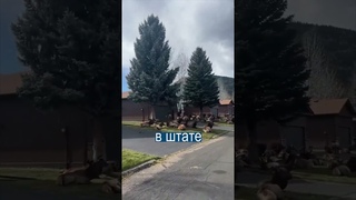 Олени захватили город в США