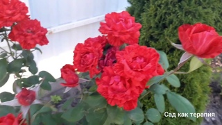 Красная  роза сорта " Ред Интуишн ", " Red Intuition " rose.