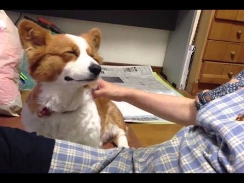 Cute Dogs Demanding Petting
