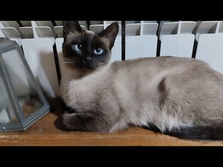 Энигма, тайские котики и ципки
