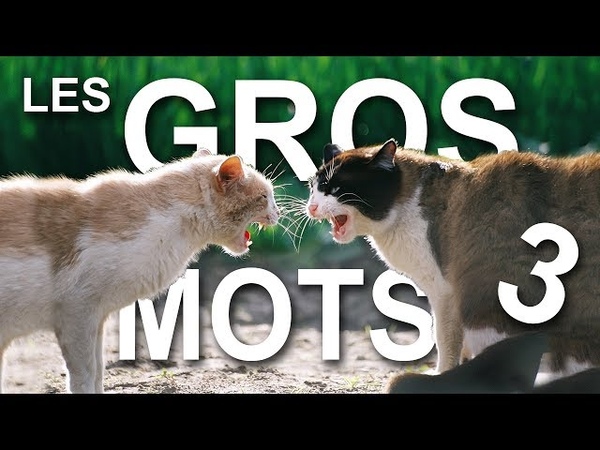 LES GROS MOTS 3 (la revanche du dominé) PAROLE DE