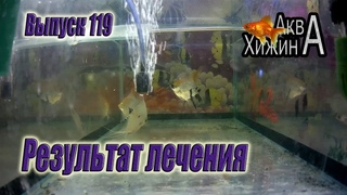 Результат лечения. Вести из Хижины (Аква Хижина, выпуск 119)