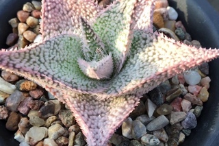Aloe collection created by Georgiy Aristov