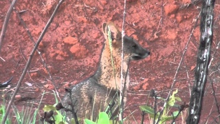 Hoary Fox