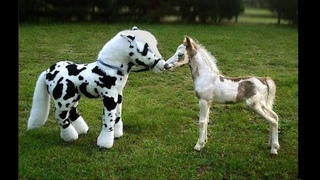 Cute And Funny Horse Videos Compilation &quotLittle Pony in Real Life" - Soo Cute! #2