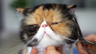 PERSIAN CAT GROOMING - So Lovely!❤️❤️