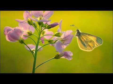 A. Vivaldi: Concerto for oboe, violoncello, strings b. c. in G minor ( RV 812), Modo