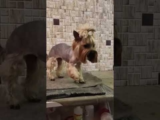 Миниатюрная девочка йоркширского терьера подстриглась на лето. / стрижка собак.