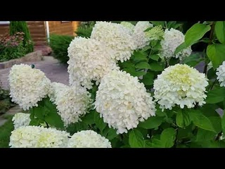 Прогулка по саду: Обзор ГОРТЕНЗИЙ. Какие удобрения использую.