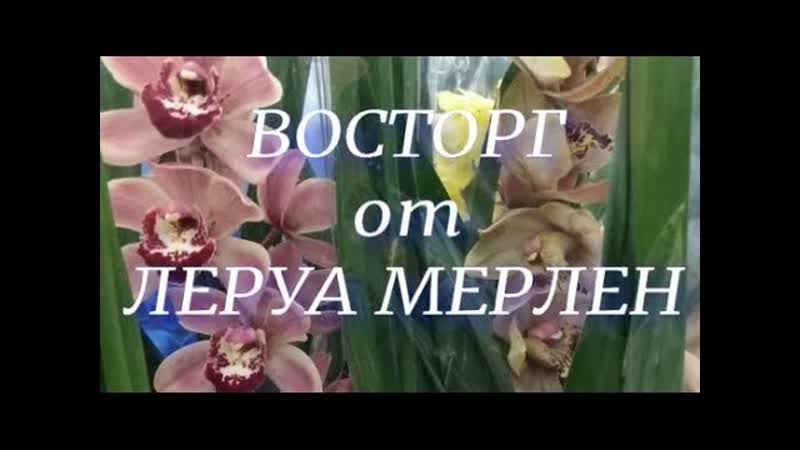 37, Обзор свежих орхидей в Леруа Мерлен на
