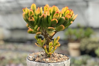 Толстянка (Crassula) - доступный суккулент для новичка