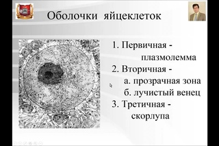 Общая эмбриология. Лекции по гистологии.