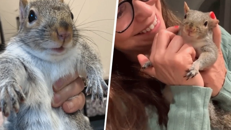 Tiny rescue squirrel throws the biggest