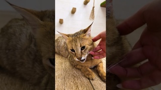 Чаузи Линн пытается скрыть свою беременность