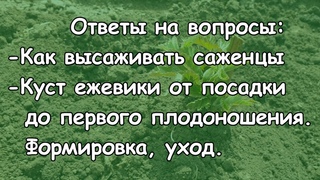 Как я высаживаю саженцы. Куст от посадки до первого плодоношения