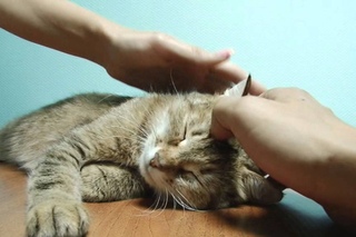 Пристроим кошку Сару. Вятка Today