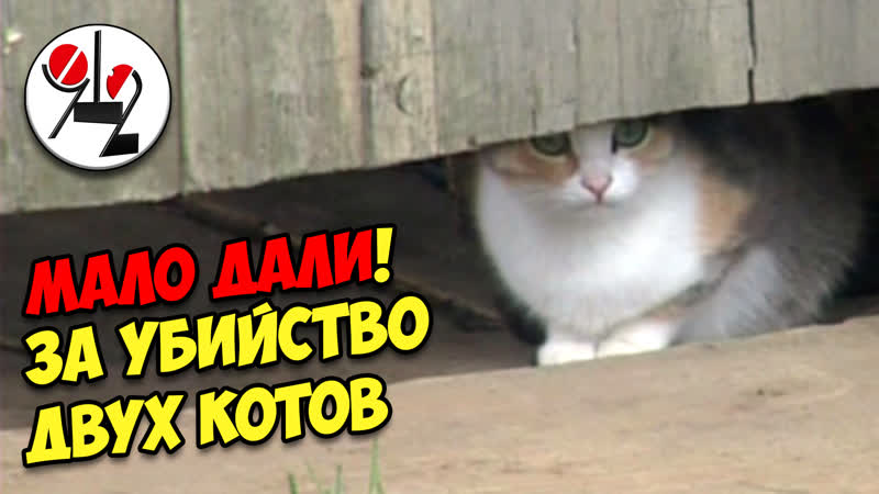 Бухарь кочергой котов на глазах