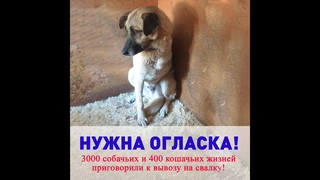 Кожуховский приют для безнадзорных животных стирают с лица Земли