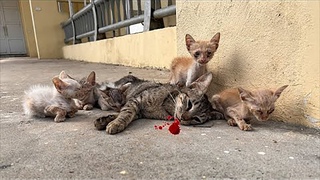 Rescued poisoned mother cat with 5 kittens but    Mother cat needs immediate help TM