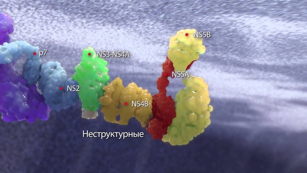 цикл HCV (вирус гепатита