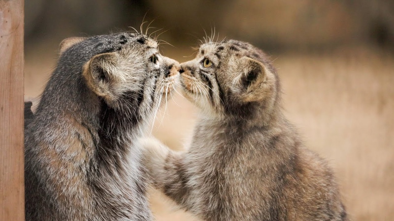 Pallass cat Eve and her fluffy kittens