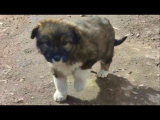 Голодные, замёрзшие, без мамки и по уши в блохах, они доверчиво бежали в руки