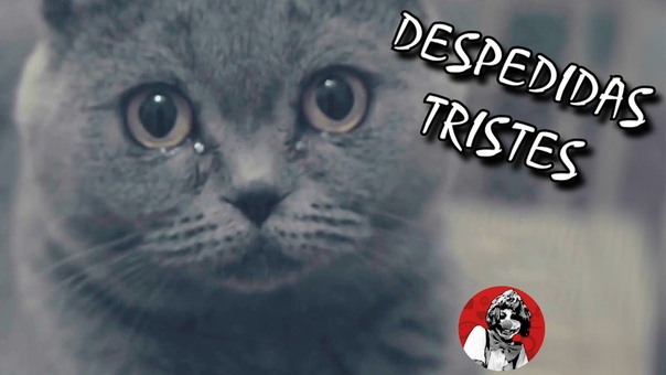LAS 6 DESPEDIDAS MAS DOLOROSAS Y DESGARRADORAS DE GATITOS ( PARTE 5), OSCAR