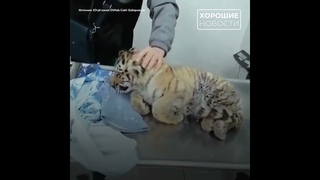 Краснокнижного тигренка спасли на дороге в Хабаровском крае