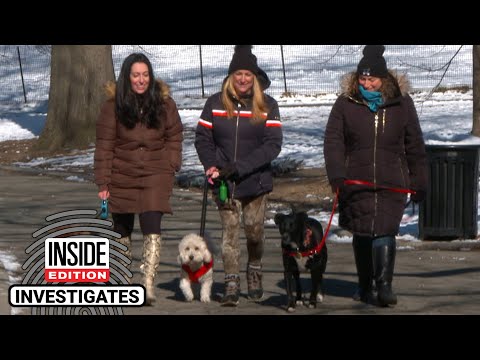 Dogs Are Getting Electrocuted on New York City