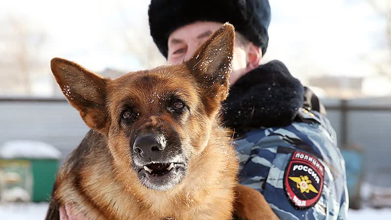 Порою, жизнь пенсионера похуже, чем собачья