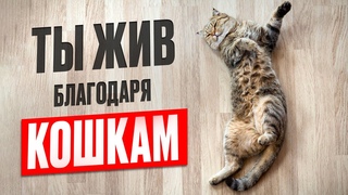 Как Кошки Каждый День тайно Спасают нам Жизнь