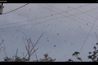рыбий ливень в гондурасе. дождь из така. дождь из лягушек. дождь из пауков в провинции сальта, аргентина. алмазные дожди на юпитере.
