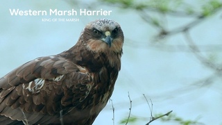 Western Marsh Harrier: A Hunter on the Lake