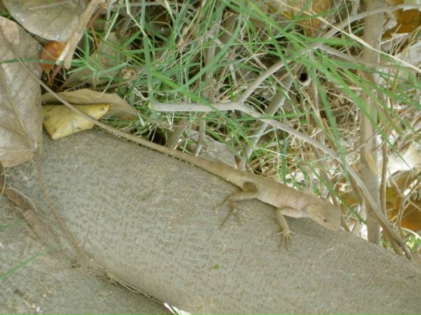 №36, Balaram Das, Киев №36, Balaram Das, Киев