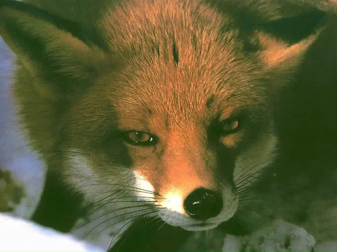 Tanya Markovska | Калининград