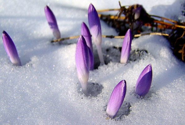 Елена Левина | Санкт-Петербург