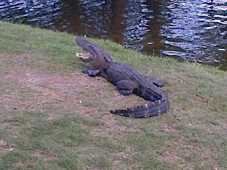 Cliff Stafford | Gainesville