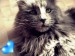 Cat Masya фотография #8