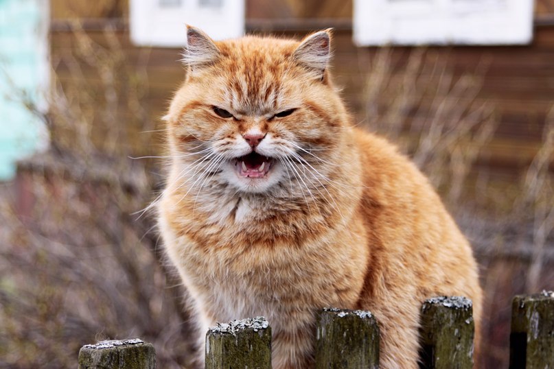 Елена Диевская | Москва