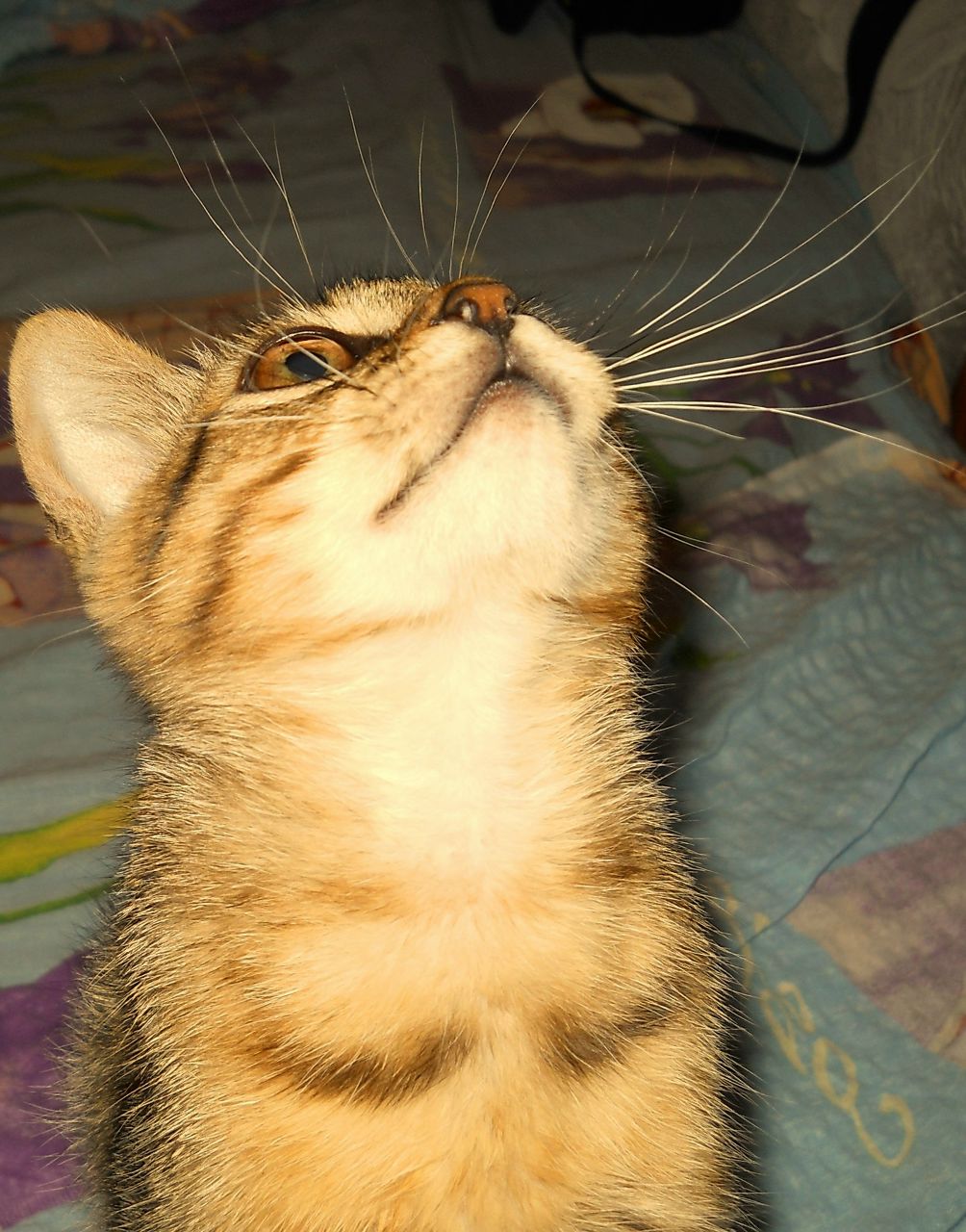 Натали Талова TALA | Киев