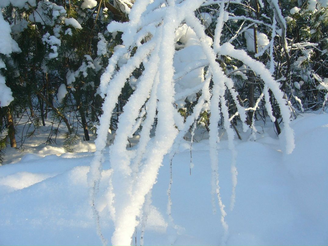 Елена Чернова Викторовна | Санкт-Петербург