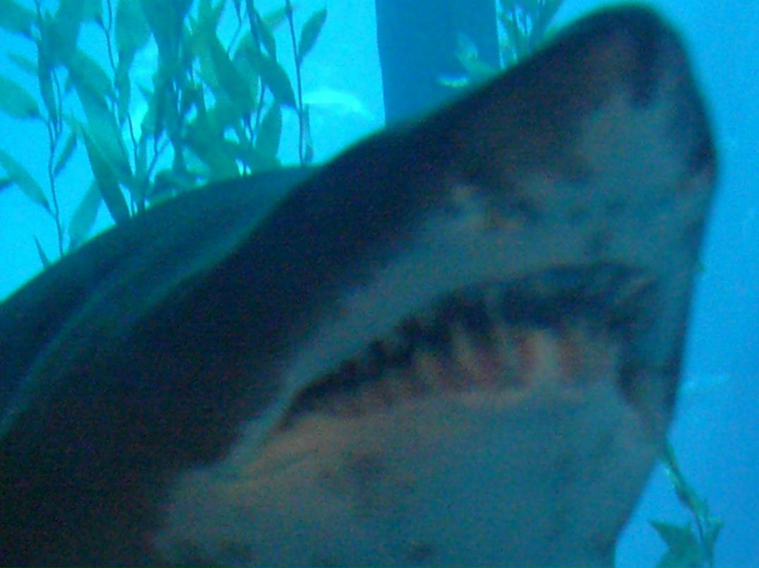 Андрей Васильев | Тосно