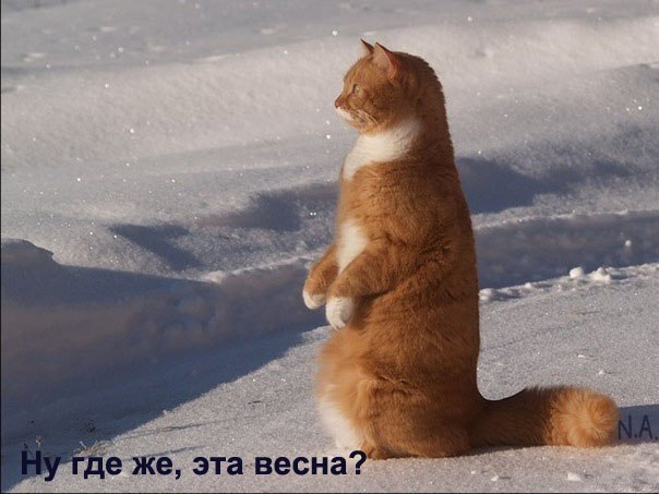 Наташа Синицкая | 