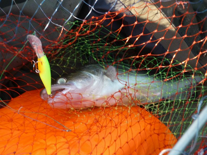 Лев Сибиряков | Вологда