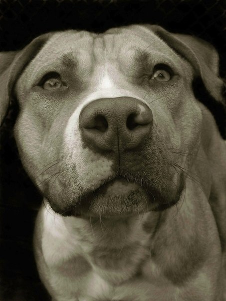 Костик Дубинец บัวขาว ป. ประมุข | Нижневартовск