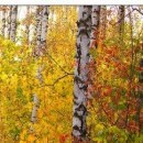 №82, Олег Водинов, Череповец №82, Олег Водинов, Череповец