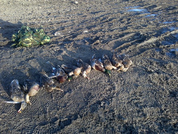 №18, Gia Gabunia, Кутаиси №18, Gia Gabunia, Кутаиси