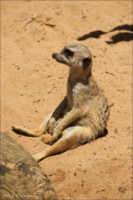 Михаил Рудомаха | Волгоград