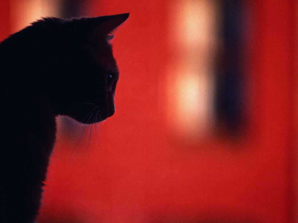 Анастасия Кузовкова | Санкт-Петербург